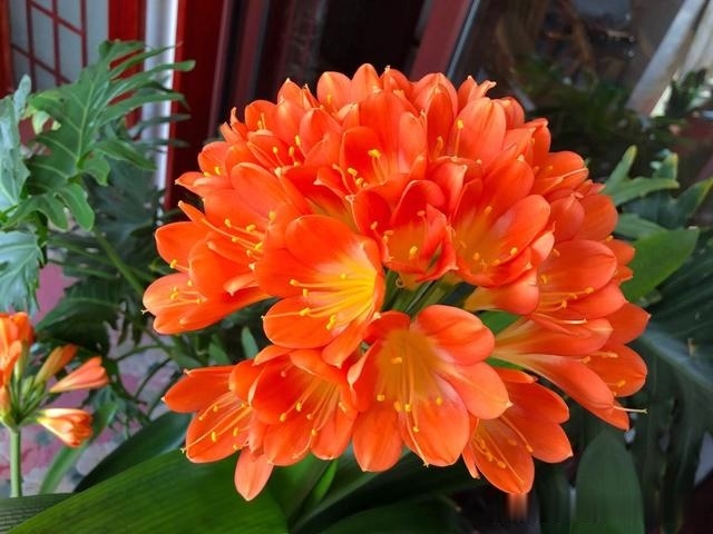 初秋给君子兰“换位置”,2种肥水轮着浇,君子兰叶片油亮爆花旺