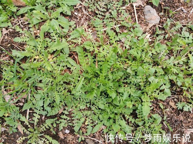 马齿苋|田间常见的“恶性杂草”,很招人烦,殊不知炖汤味更鲜,还大补