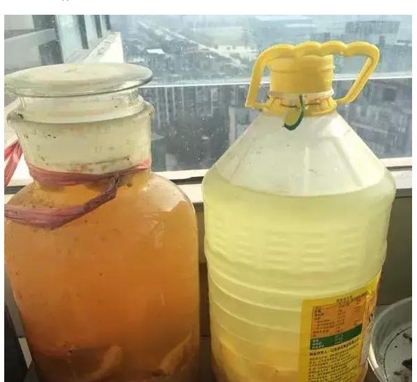 橘子皮|还用淘米水浇花没掌握以下正确方法，浇啥死啥！