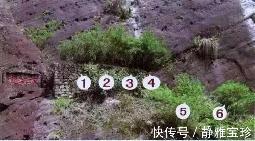 黄山迎客松|中国4棵“名贵”的树：除了黄山迎客松，你还知道几棵？