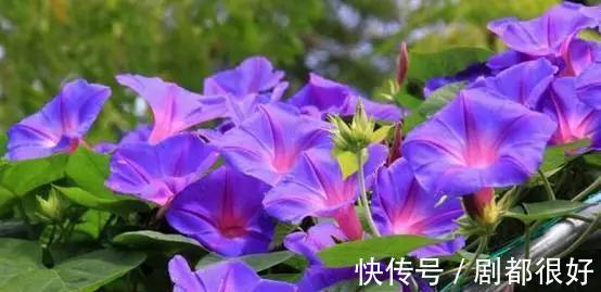 爬藤植物|花开一面墙，花落一路香，一棵爬藤植物的花海