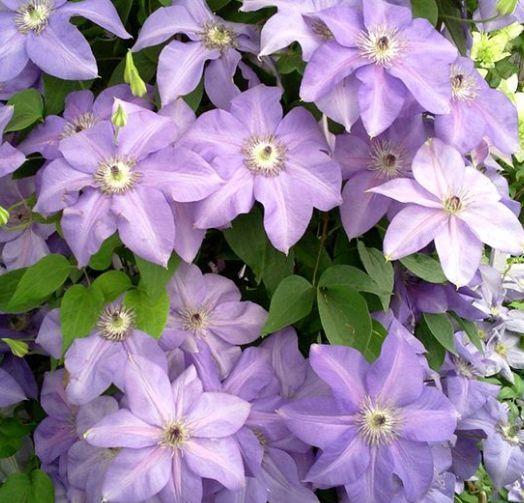  美艳|养花就养这几款，全年开花不停，花色鲜艳夺目，花朵美艳迷人