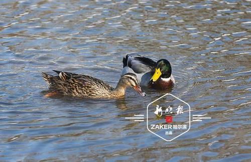 鸳鸯和绿头鸭都飞回来了 冰城这些地方能抢先看“报春鸟”