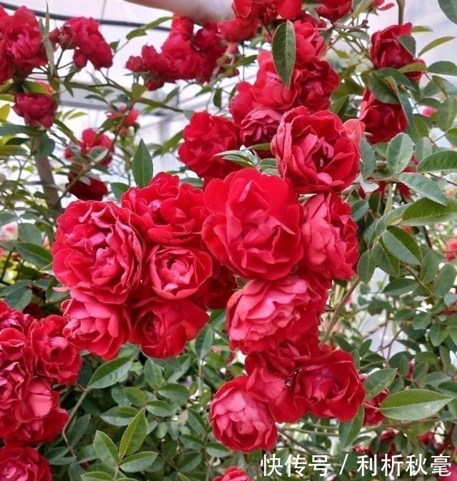 我国“最香爬藤花”,比桂花还要香,家里种一棵香得不得了