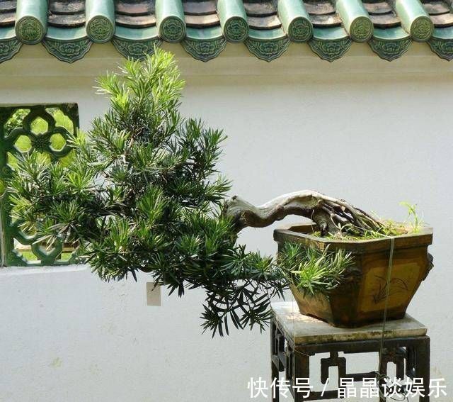 技巧|3种名贵盆景山上遍地有,教你养护技巧,个个价值高造型佳