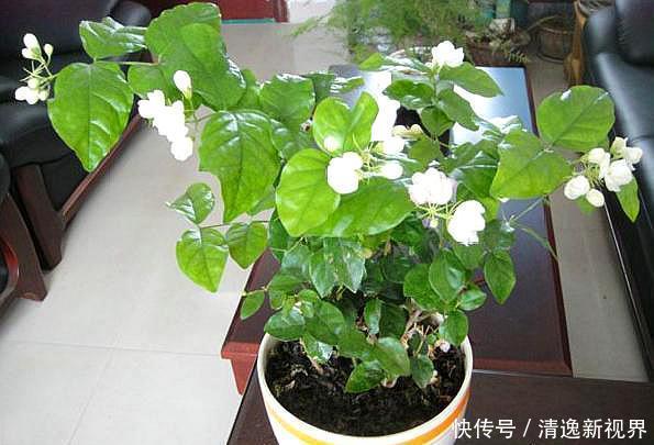 施肥|茉莉花叶片“畸形”不能忽视!消除3个“隐患”,花苞长满枝