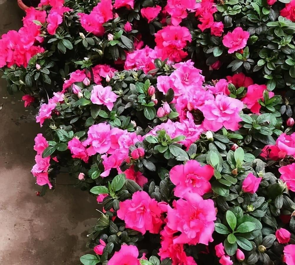 花卉|盆土表面出现“白色晶体”，赶紧换盆换土，不然花卉黄叶长不好