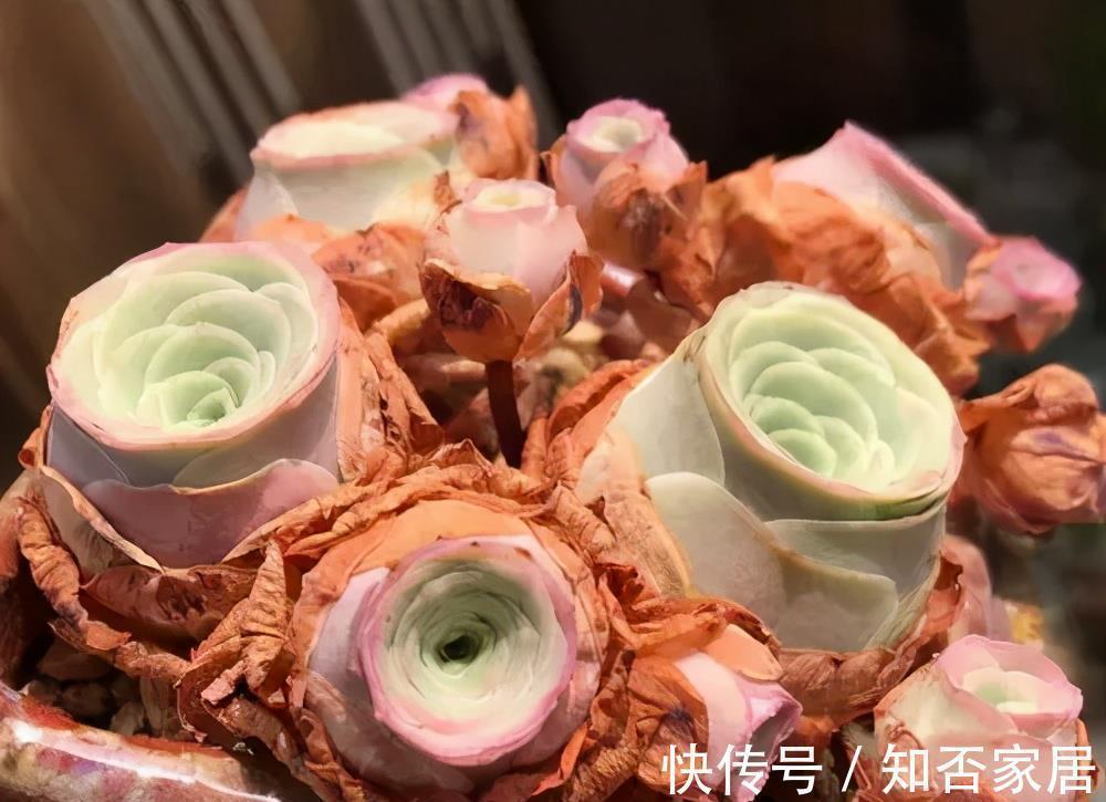 4种漂亮多肉,夏天浇水懒一些,叶片紧凑像玫瑰,轻松度夏好养护