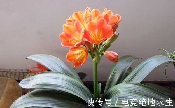 花盆|君子兰冬季更换花盆时，应将不需要保留的根切掉，以减少养分消耗