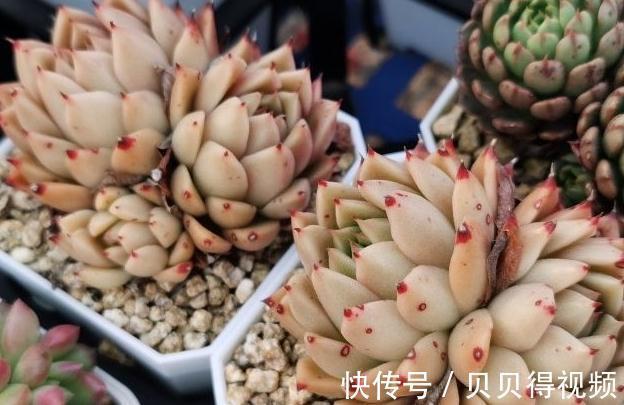 这8种多肉散发迷人浪漫的气质,你学会关键一招儿也能养得好
