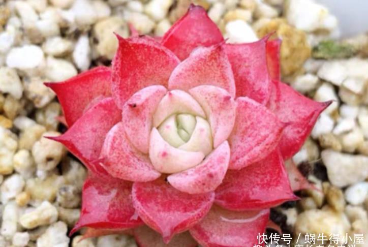 牙签|多肉叶插苗8个月了还跟牙签一样,怎么才能让它长粗和长好看呢?