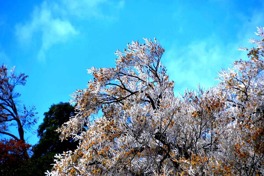 黄荆|美出新境界 四川古蔺黄荆老林立冬雪后现雾凇奇观