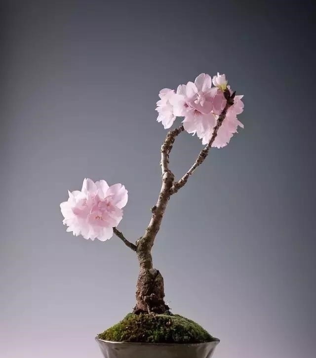 世界上又一奢侈品《盆栽》一盆就是一座房子!