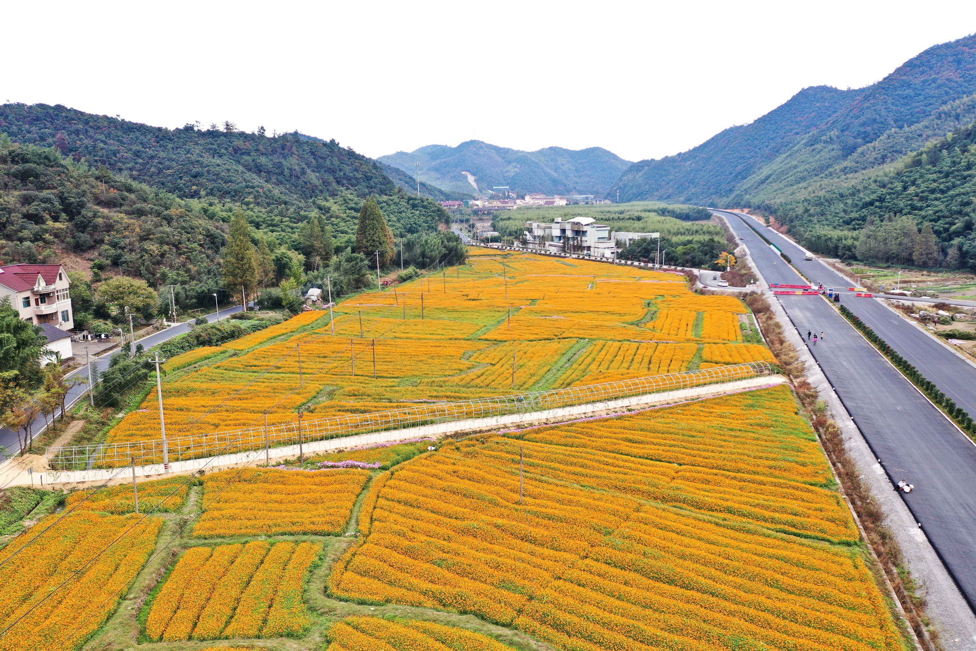 硫华|绿水青山间 德清成片硫华菊花海等你来打卡