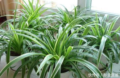 松土|养花浇水后,多注意此3点,轻松“躲避”积水烂根困扰