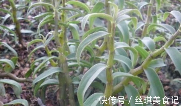 树突|乡下野草,要卖350元一斤,全身是宝,营养丰富有12大功效