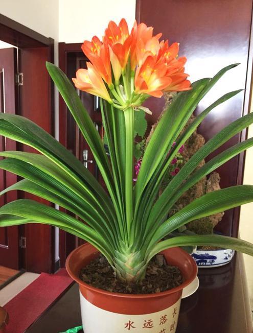 人养花,花也养人,家中养上2种“花”,镇宅还聚财,值得多养