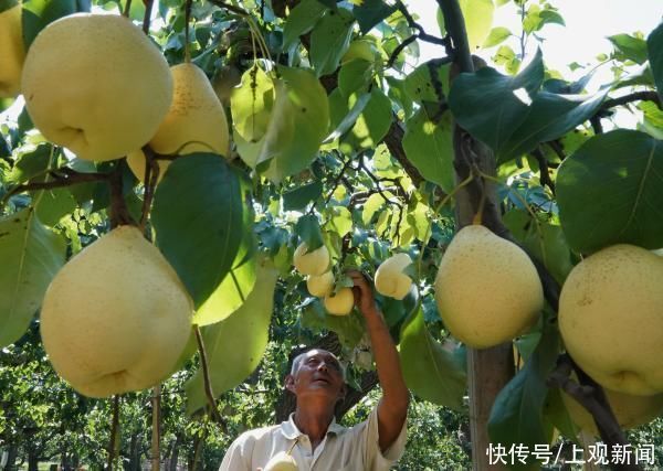 夏日|木瓜是定情之物，枇杷是乐器……夏日瓜果不只是“吃”那么简单