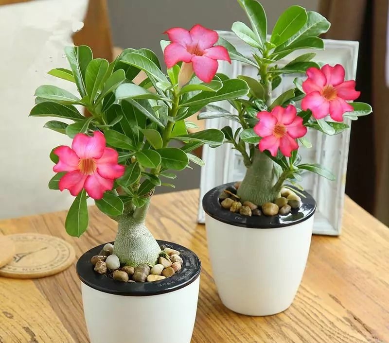 5种花要“穷养”,小花盆,少浇水,越长越精神!