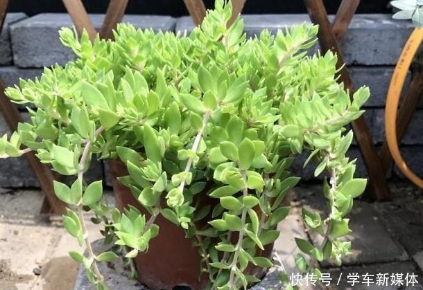 农村常见的“1种野草”,看到别铲除,挖1棵回家,做盆栽很漂亮!