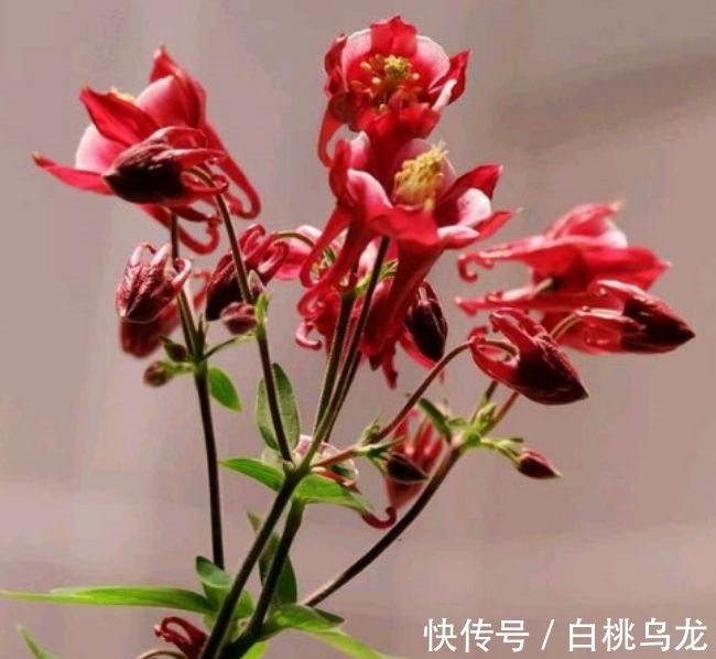适合庭院养护的几款花卉,花姿妖娆,盛开时繁花似锦