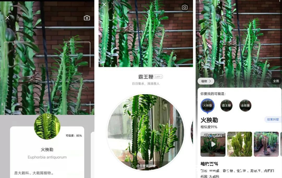 利器|花友必备“养花利器”，看到植物都可以轻松识别，秒变园艺大师