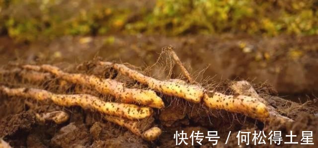 山药泥|秋季补肺润燥,多吃这种白色食物,做法简单,天天吃也不费力!