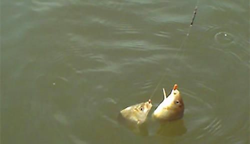 饵料|冬钓大板鲫“9字真经”,注意这些方式方法,冬钓鲫鱼不是难事!