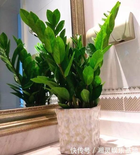 叶片|喜欢养花,可惜工作忙、没时间不怕,盆栽这些植物不用费心