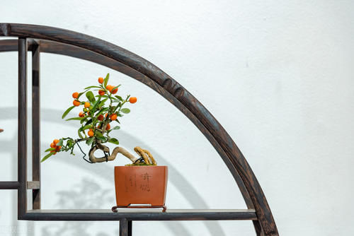 知道了盆景养护的共通处，照顾它们时就不用那么累了，赏玩更欢乐