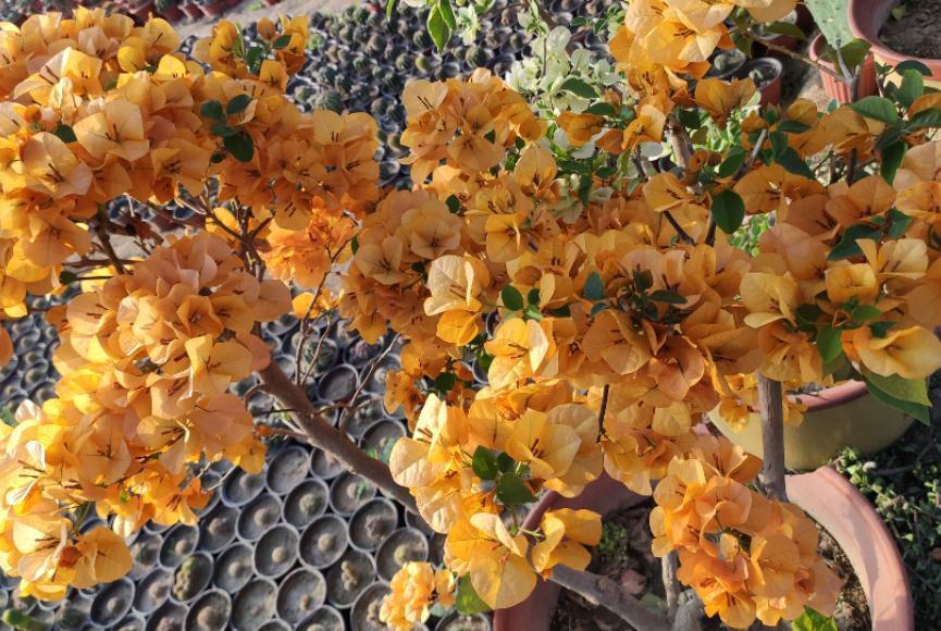 三角梅|30岁大叔劝侄女多养些三角梅,再懒都能养好,一年四季都能赏花