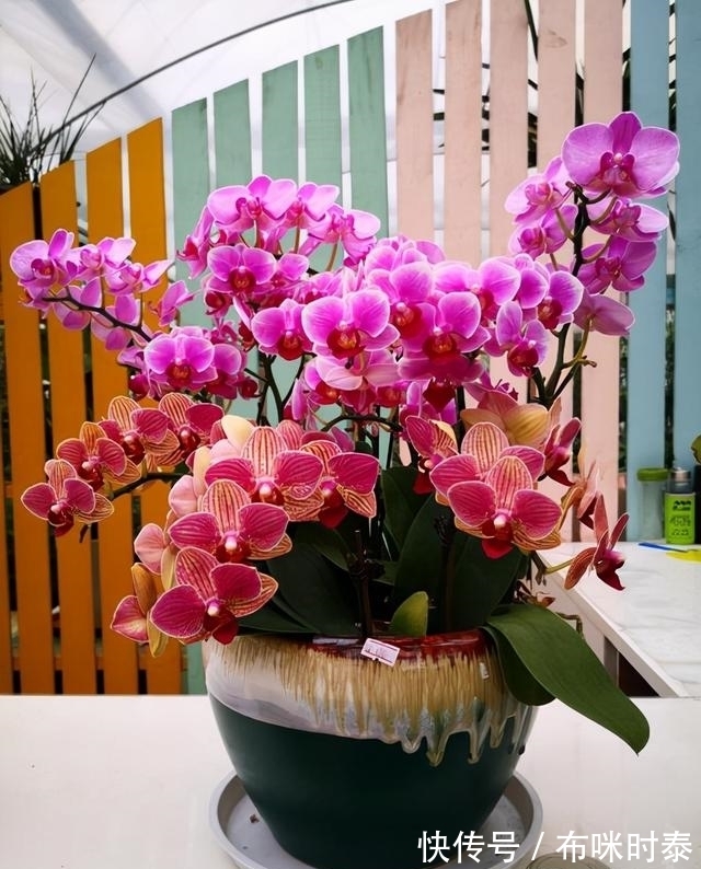 5种“漂亮花”,名字里都带有一个“兰”字,开花时太美了