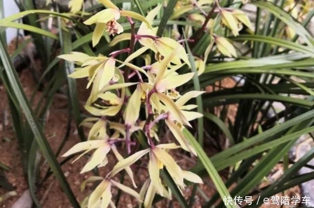 公认难养的6种花,新手慎买,养不活还浪费钱!