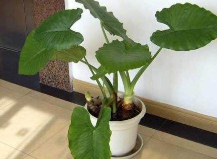 有几种盆栽不能养在家里，据说还能带来危害，了解吗