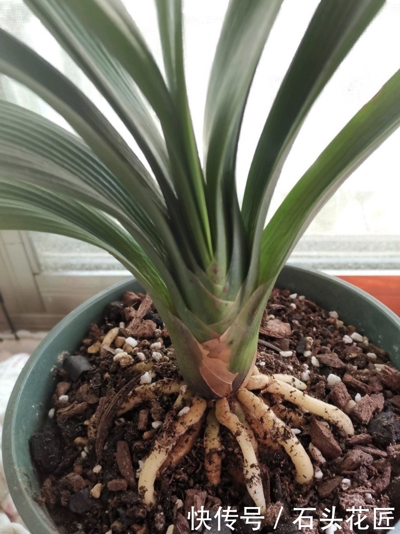 君子兰|气温骤降,君子兰“冻伤”1大片,赶紧搬回家“拯救”