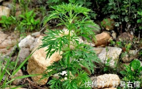 它不是杂草，如果长在你家路旁，那是福气，别不知
