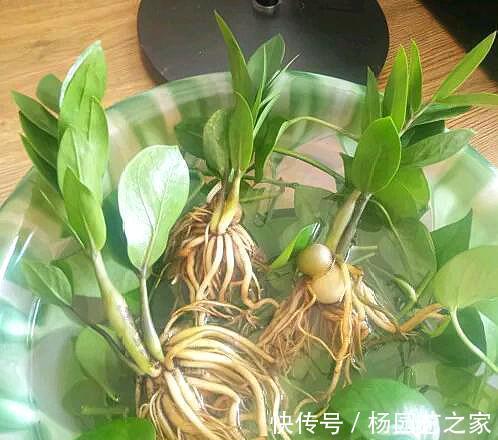 懒人|金钱树“很特殊”,土豆茎上挤满芽,懒人才能养好它