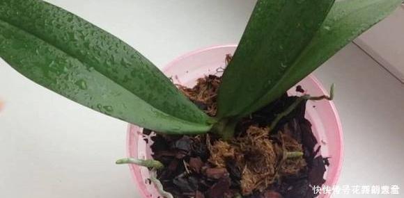 大蒜养花好处多,使用正确花草不生病虫害、黄叶情况少得多