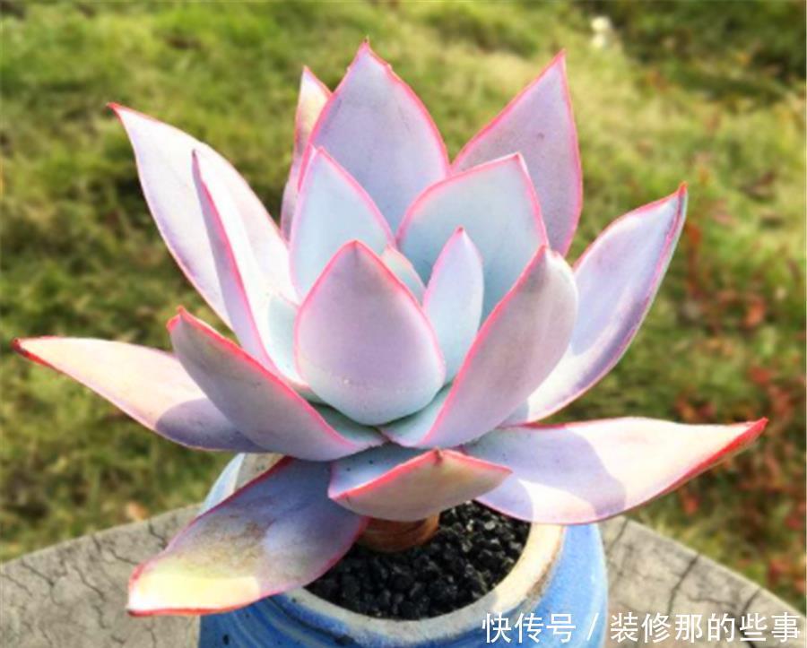 花盆|多肉中的“广寒仙子”，养护过程有4怕，学会了仙气飘飘幽蓝高贵