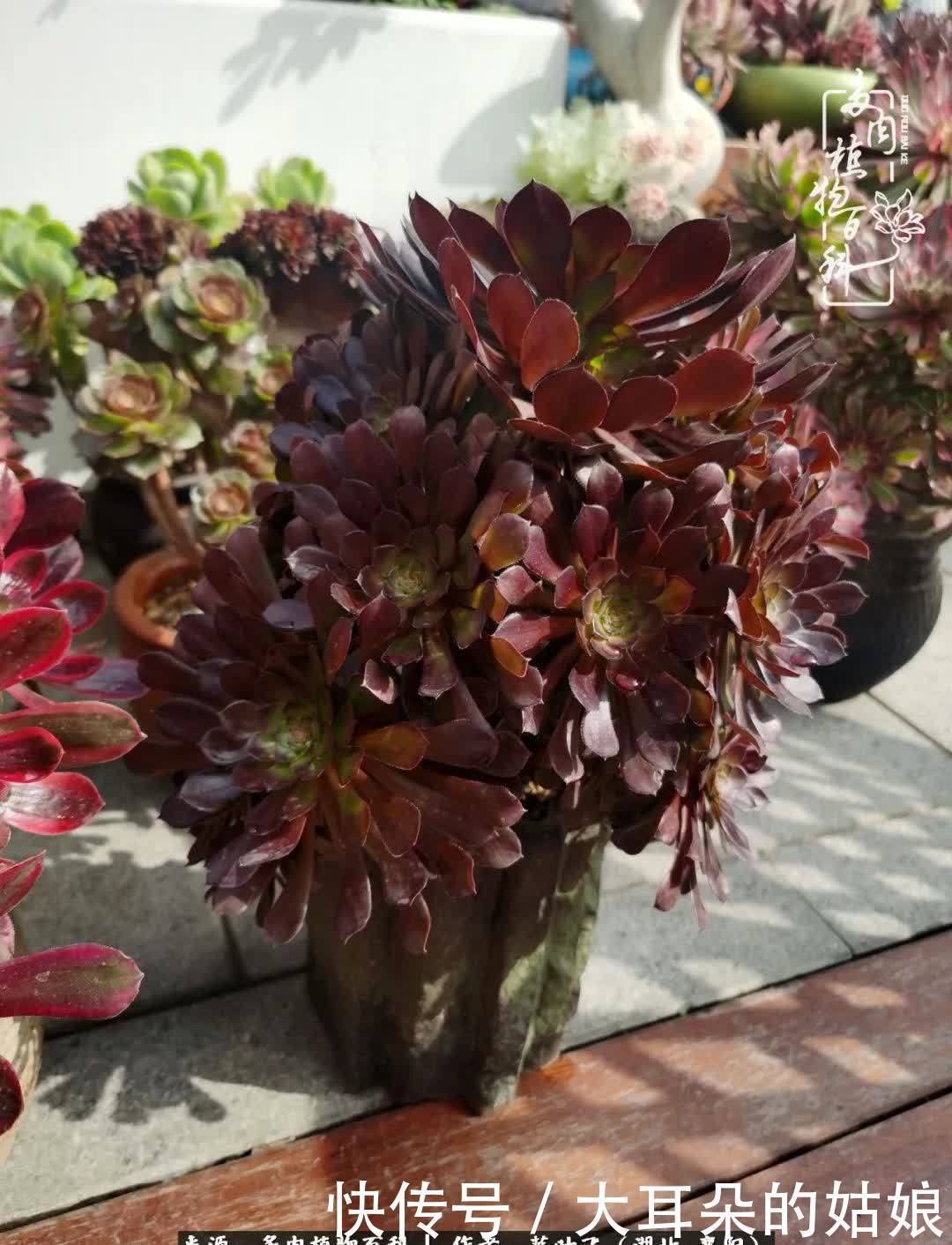 春暖花开,万物复苏,多肉迎来最美时光!