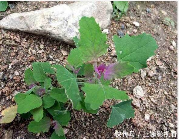 灰灰菜|在农村4种野菜，见到了可要采回家，每种都是治病的好药