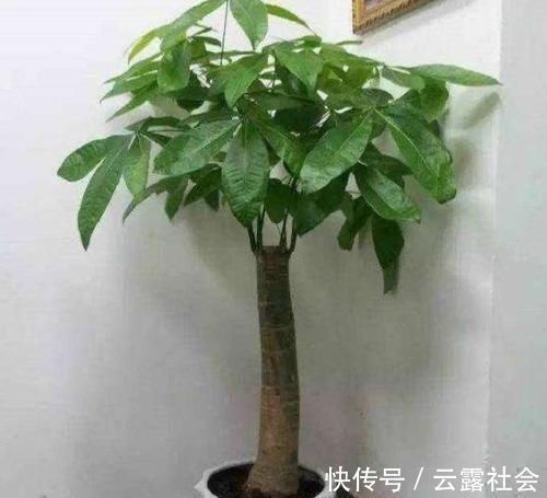 芦荟|客厅养上4种花,好养又大气,叶片四季翠绿,还能净化空气