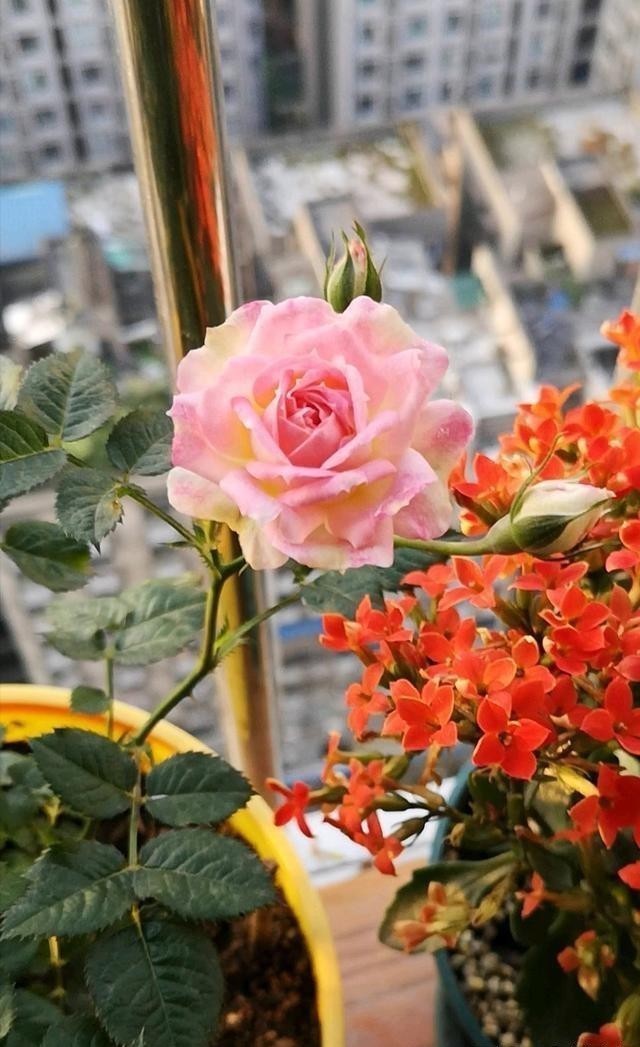 妖精|此花,美过玫瑰,艳过牡丹,四季开花花期长,比养兰花强多了!