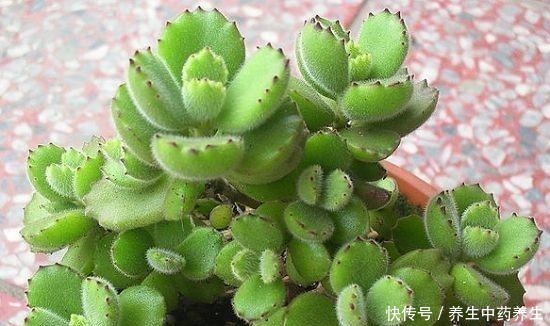 多肉熊童子太“贪杯”,撑破“肚子”很可惜!