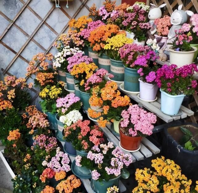 需要穷养的四种花，小盆养，多太阳，养成大老桩，颜值高高