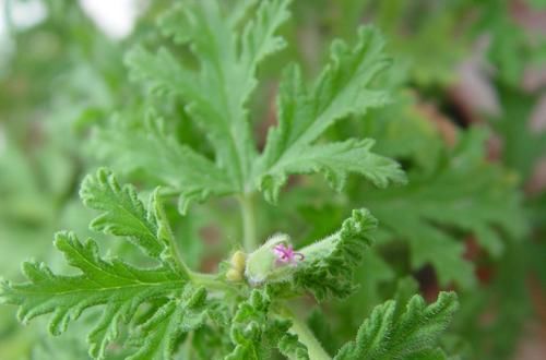  植物就|家里蚊虫多很困扰？来3种驱蚊吃虫花，家里干干净净