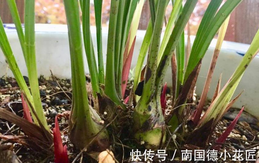 雾化水|兰花长出新苗后,教你3个小技巧,快速长大早开花