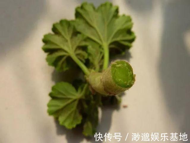 花苞|家里有2种花,趁着现在“摘心”,花苞呼呼窜,个个开爆盆
