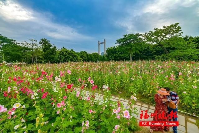 硫华菊|太美了！福州这个公园要刷屏