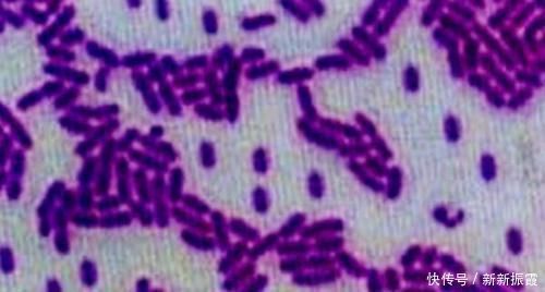 |这些生物的名字是来搞笑的吗?一听就想笑,你听过几个?